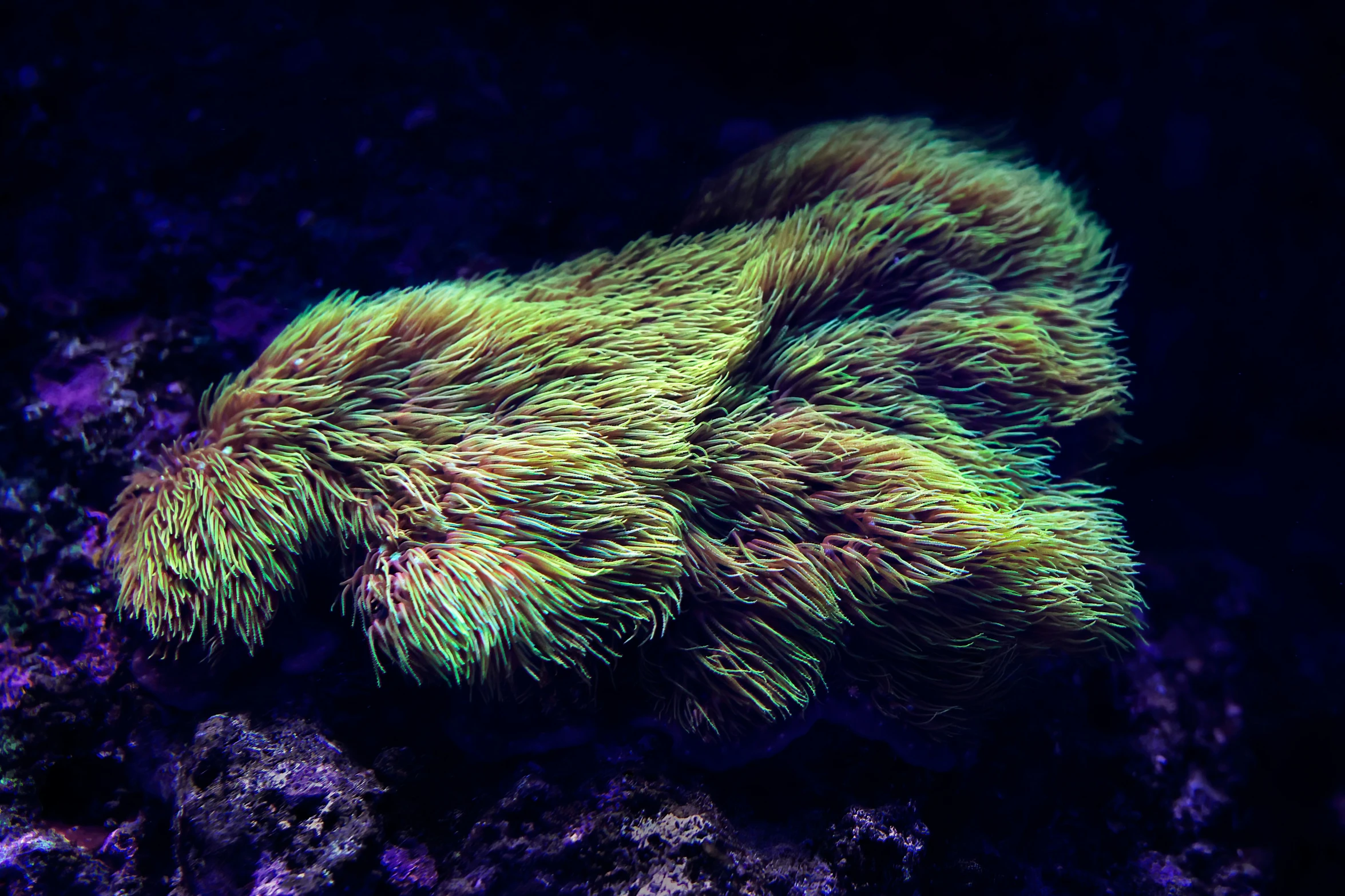 sea weed sprouts and sticks on the bottom of a reef