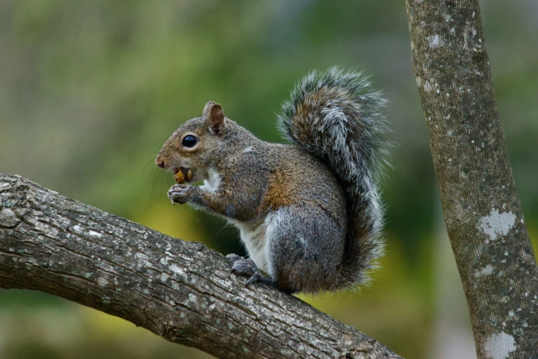 a small squirrel is standing on a tree nch