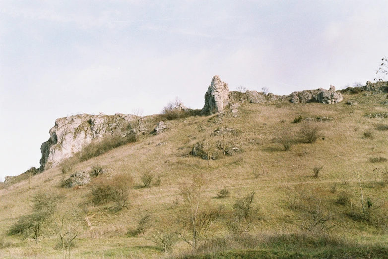 a grass covered hill with a single tree on it