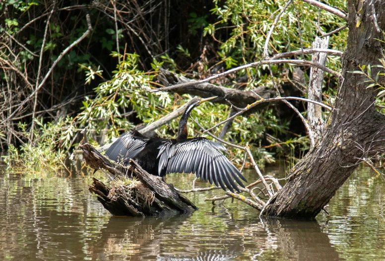 a bird with it's wings spread taking off from a nch in the water