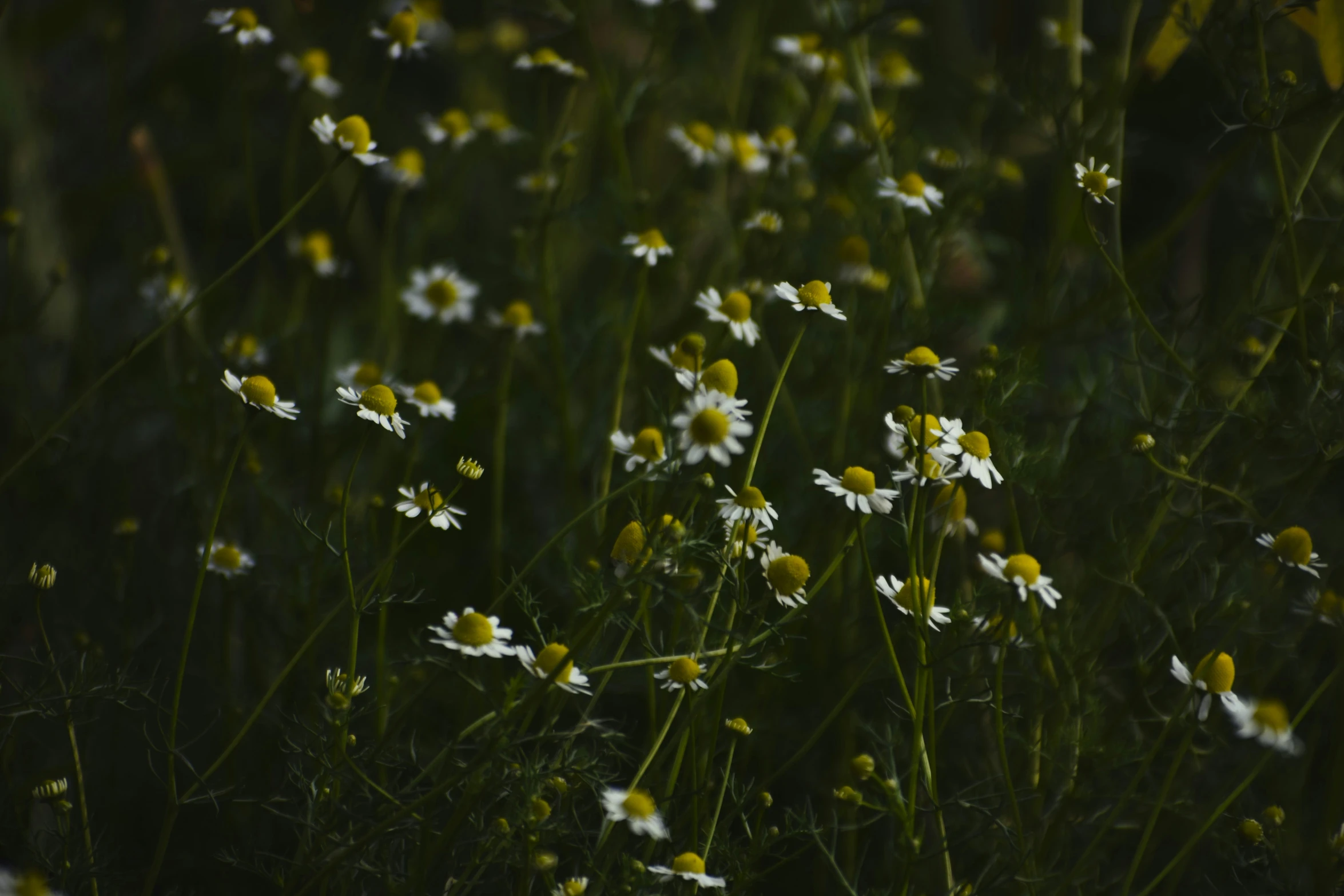 this field is full of daisies and has many small white flowers