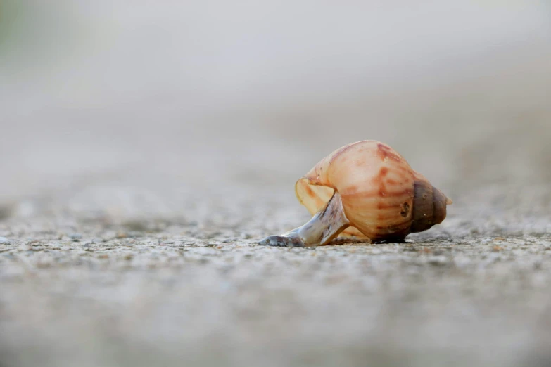 a snail on the ground staring back