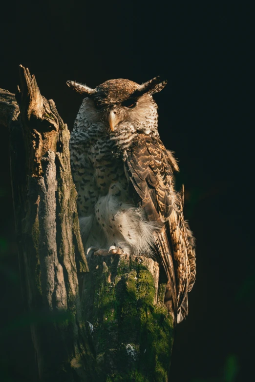 an owl is sitting on a piece of wood