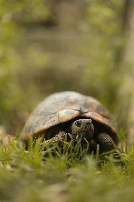 close up of an adult tortoise walking through green grass