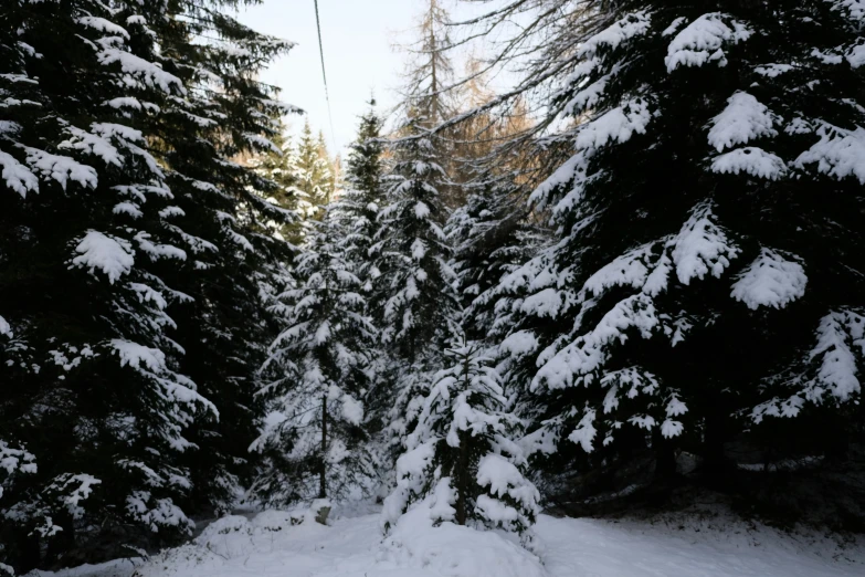 a snowy trail covered in lots of pine trees