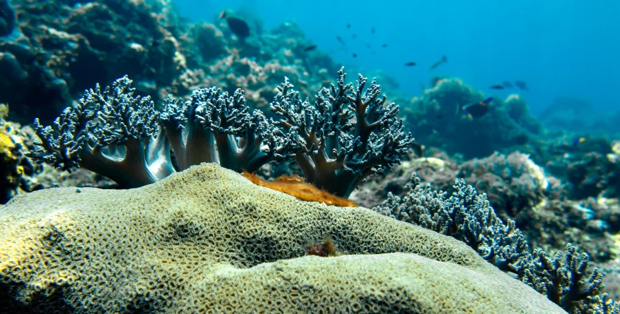 a coral reef is covered in bleaching and anemone