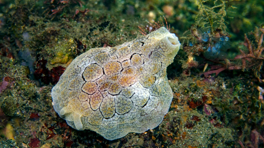 a sea anemone rests on some coral in the water