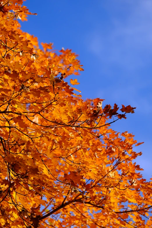 the view of an autumn tree and a street light