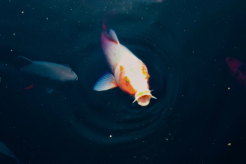 a gold fish swimming in a pond with stars