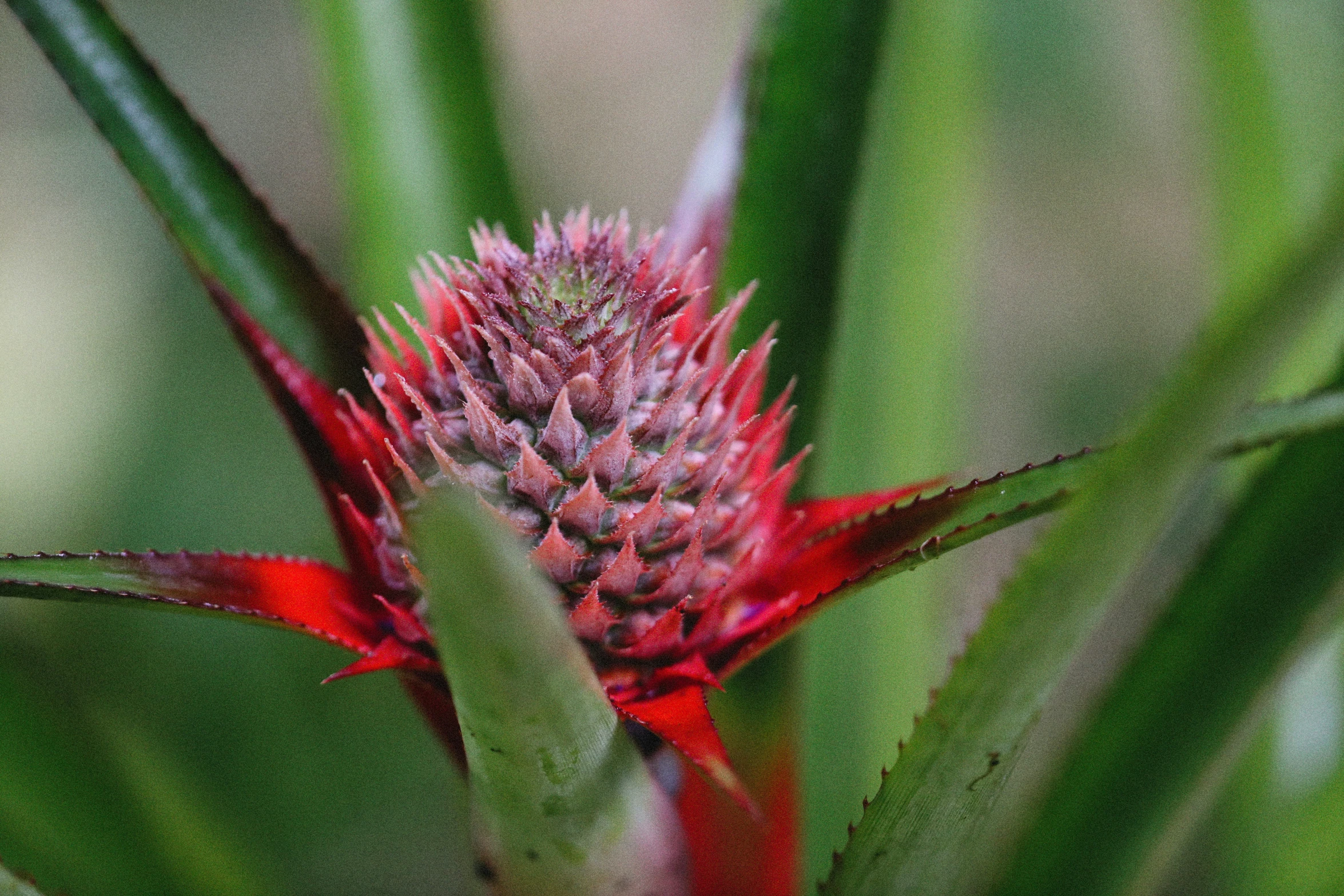 an image of a pineapple blossom with many green leaves