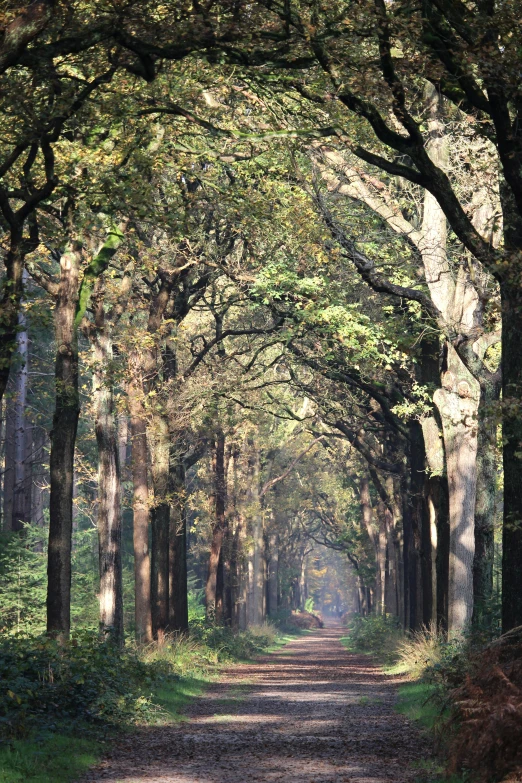 the trail runs between trees in a grove