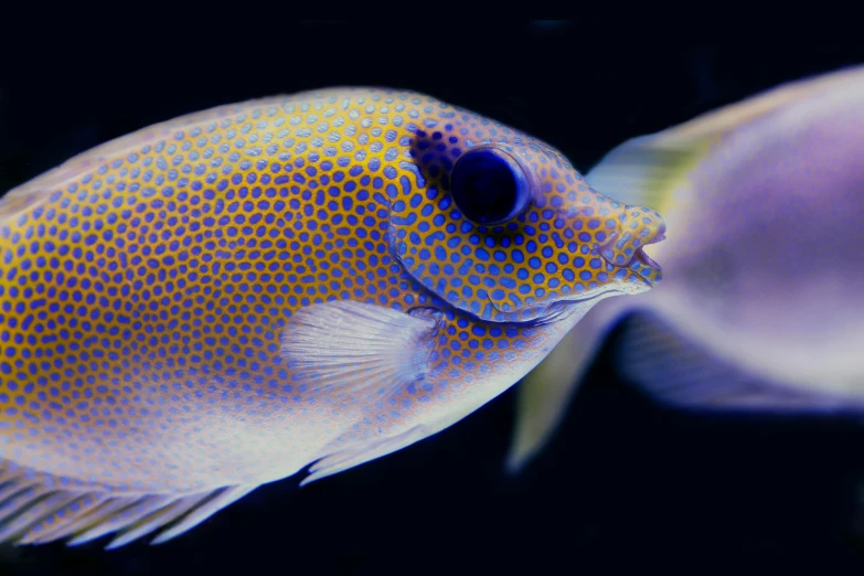 two colorful fish with their eyes closed and visible