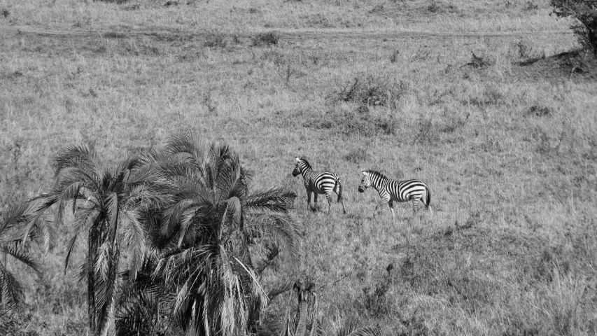 three zes walking through the tall grass of an african safari