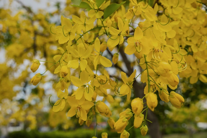 a close up of a yellow flowering tree