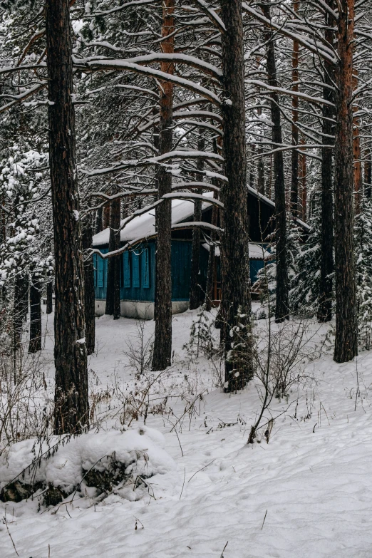 a blue cabin stands amongst the tall trees