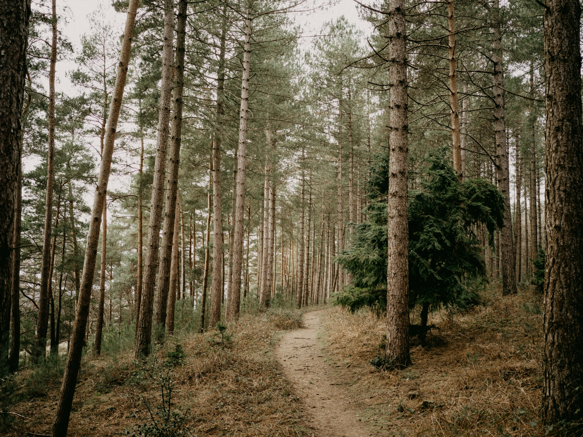 the trail splits through the pine trees in a wooded area