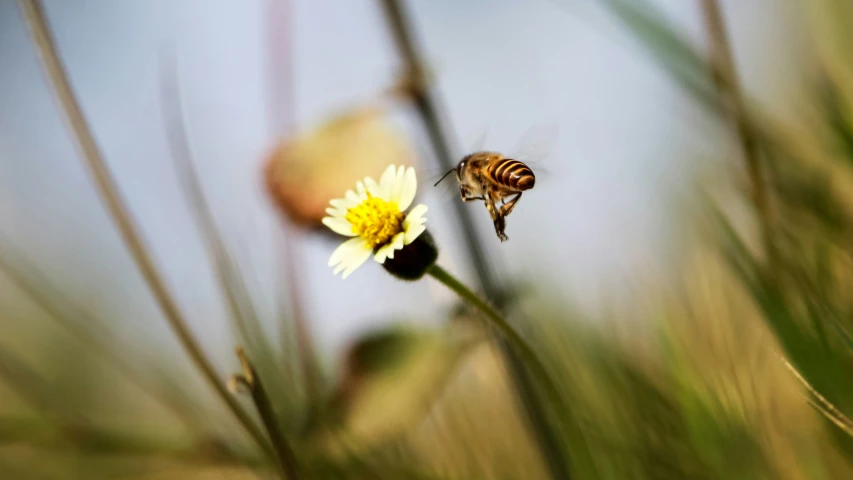 the bees are flying around with the flower