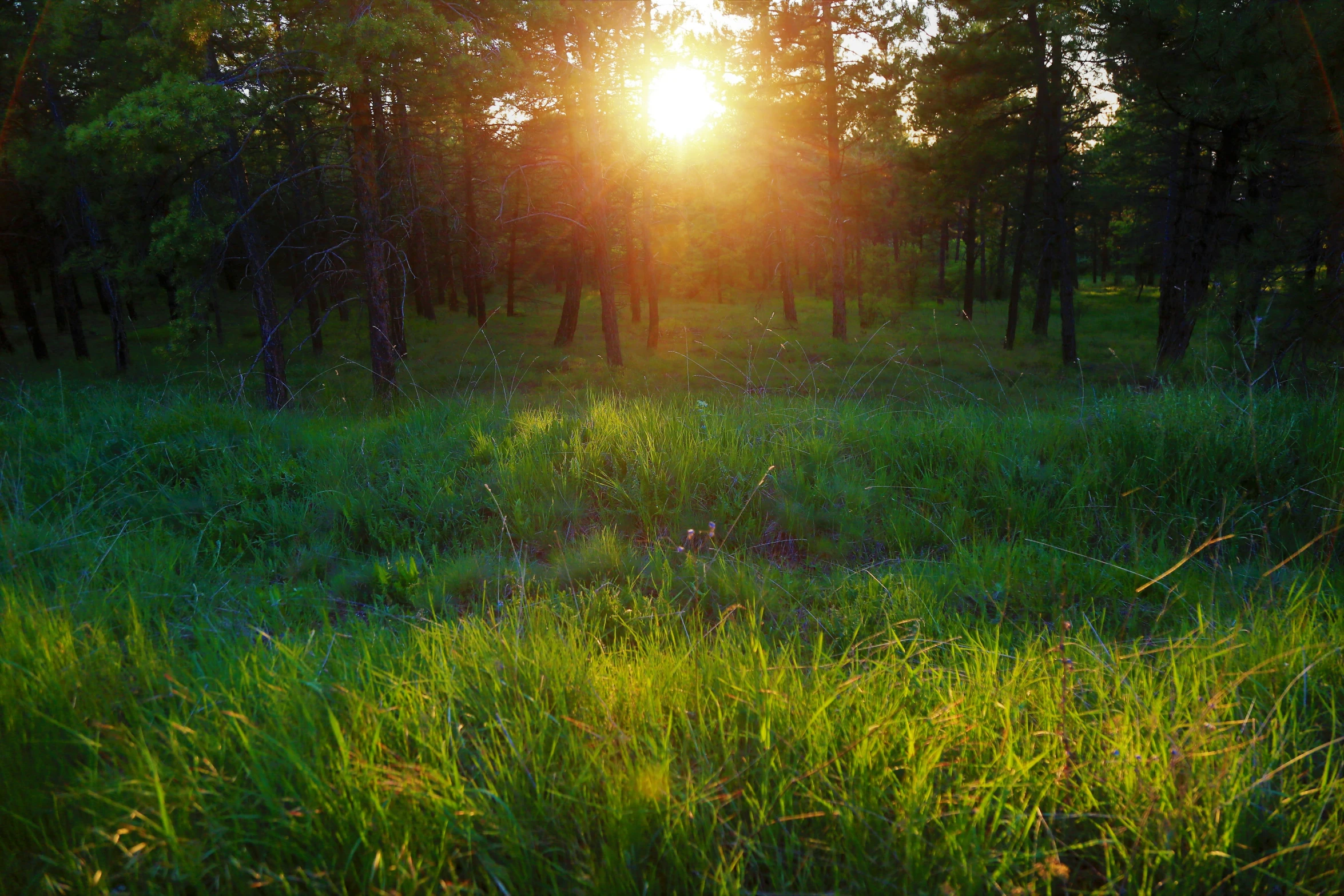 the sun shining through some trees in a green field