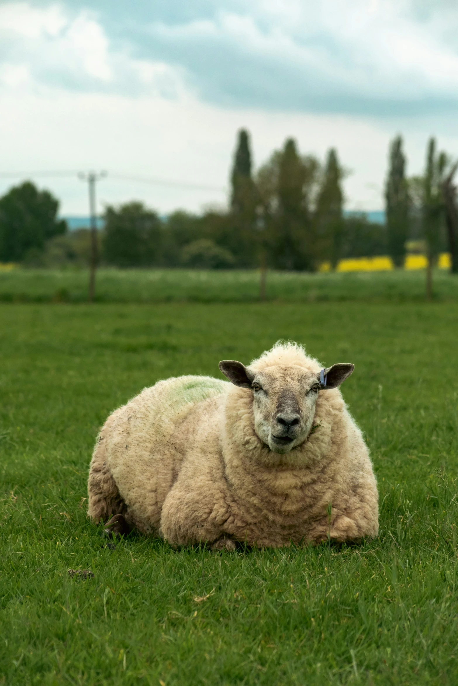 a sheep in the grass and staring at soing