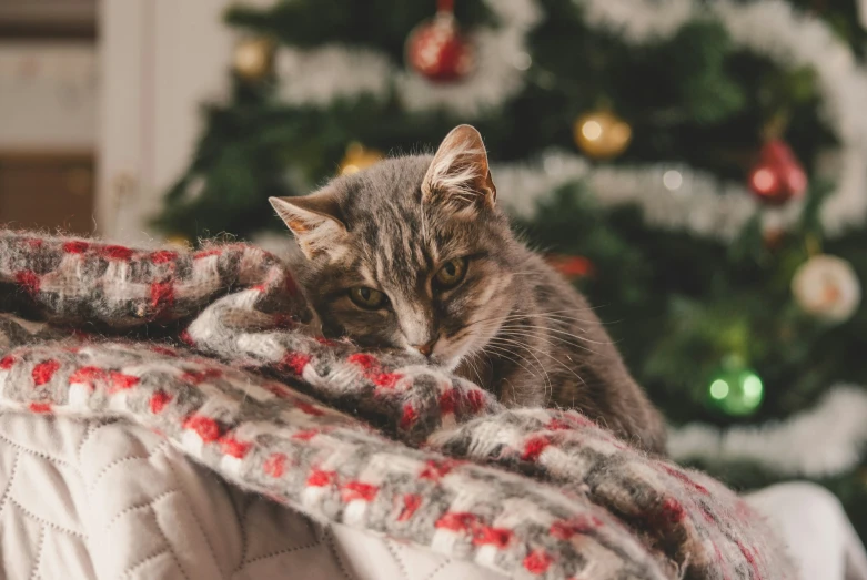 a cat is laying on top of a couch