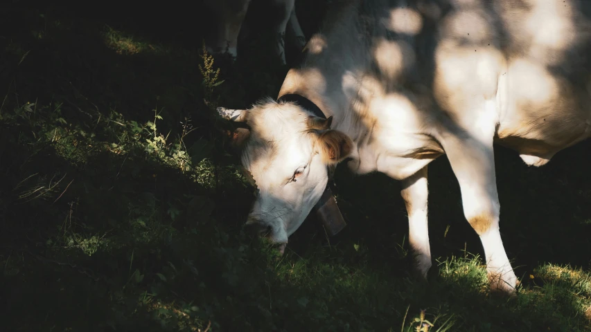 a white cow grazing in the grass with trees