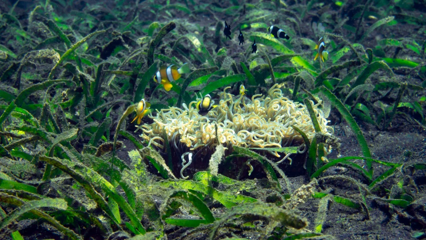 several sea anemones in the seabed among vegetation