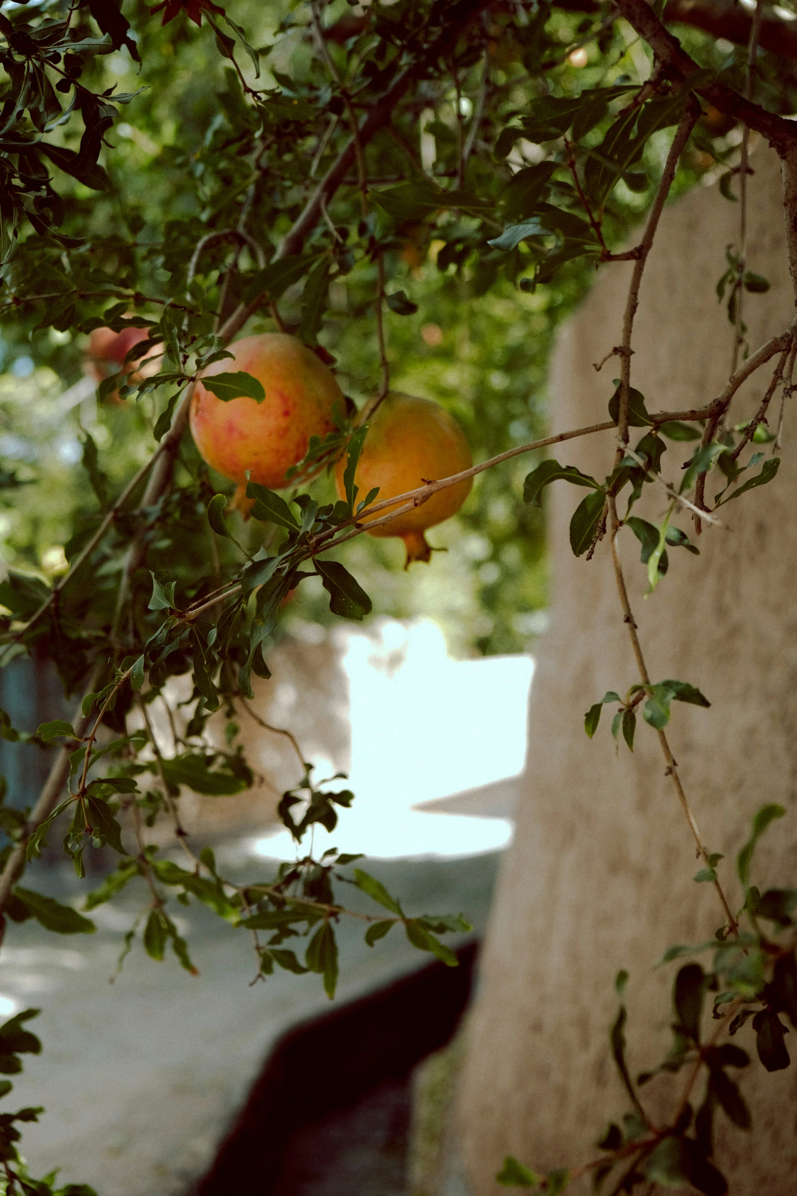 some fruit hangs from a tree near a sidewalk