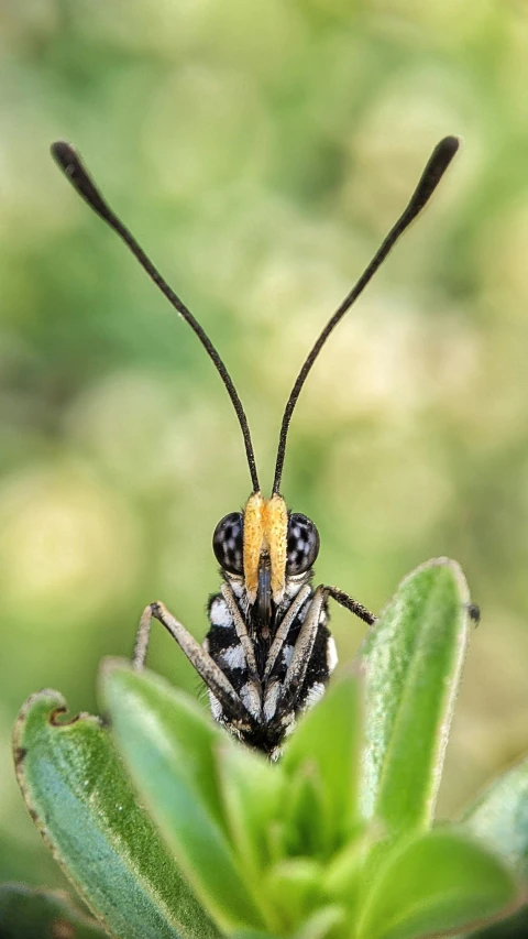 a large insect with black and white stripes on its body