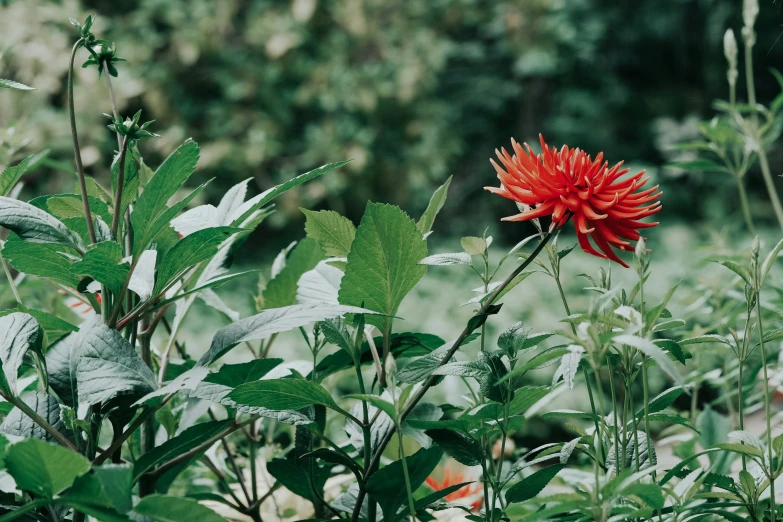 a single red flower sits in the middle of the garden