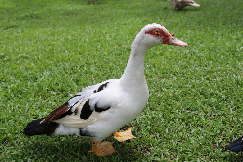 two birds stand on the ground while one stands nearby