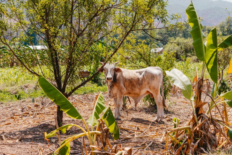 the cow is standing in the grass by the trees