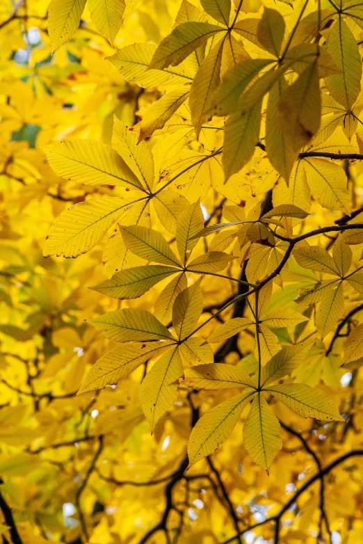 a close up view of an autumn leaf tree