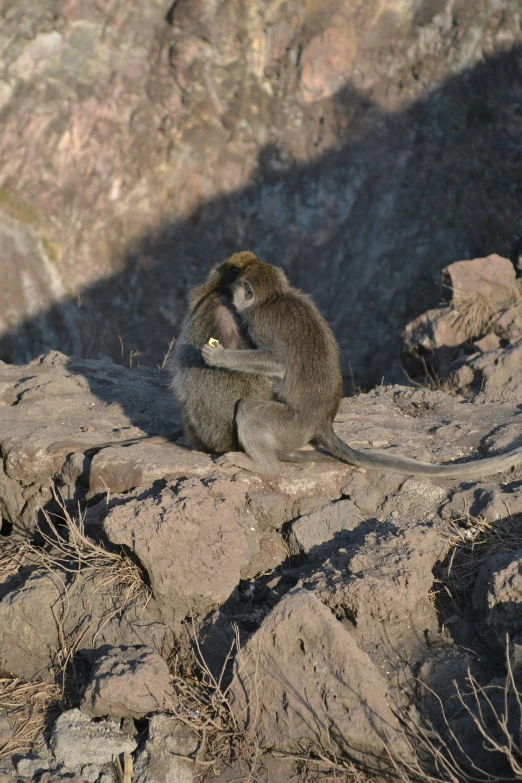 two monkeys are sitting on some rocks near the water