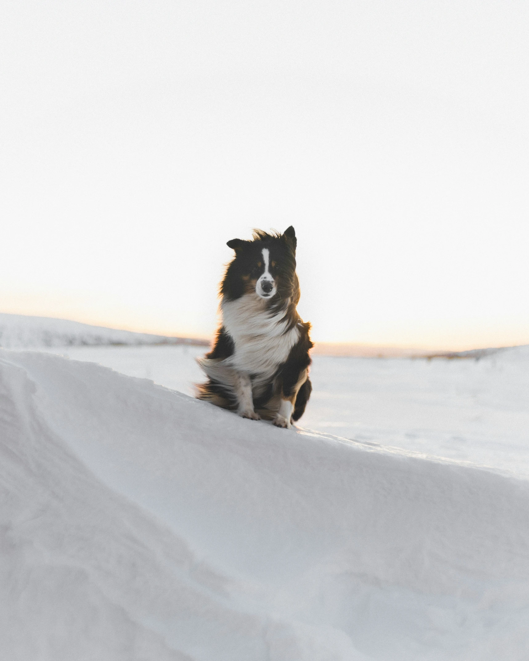 a dog that is sitting in the snow