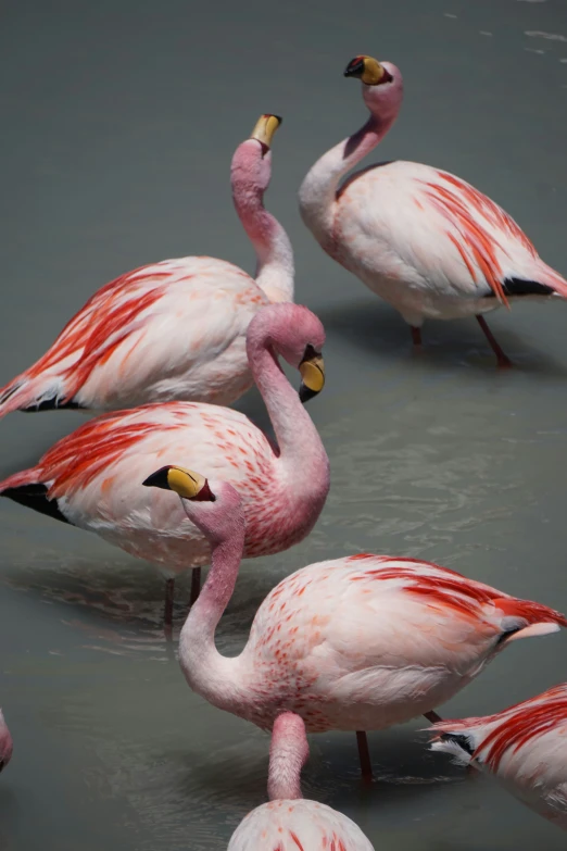 a group of flamingos in water with one standing