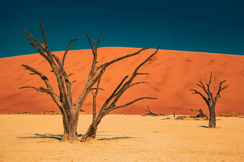 three dead trees with blue sky in background