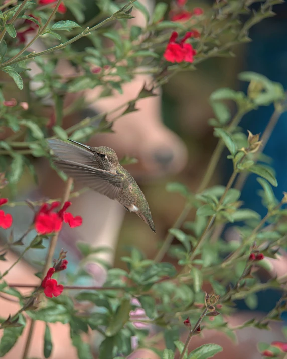 a close up of a plant with flowers and a bird on it