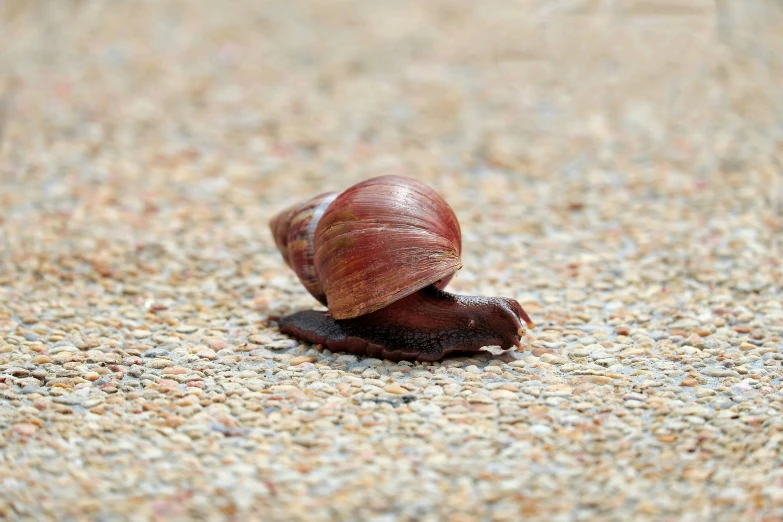 a snail is on the sand on the ground