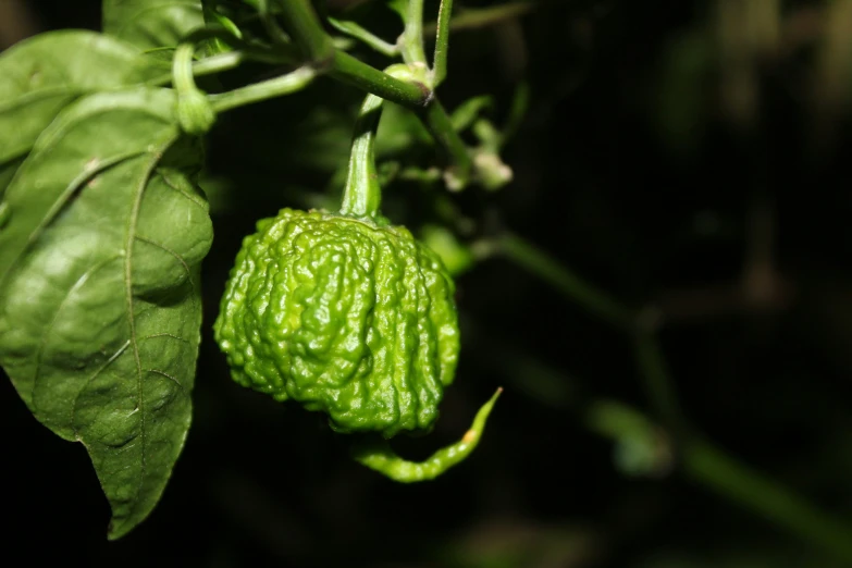 a leafy green bud hangs from a plant