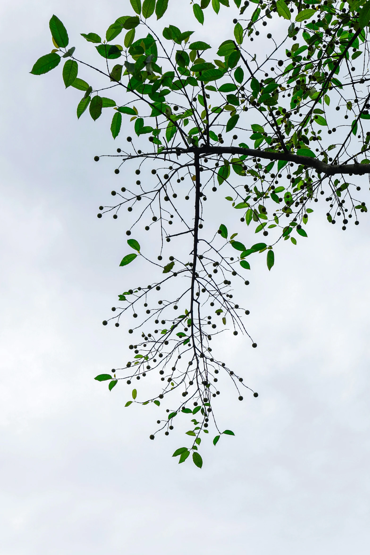 a clock that is in the middle of a tree