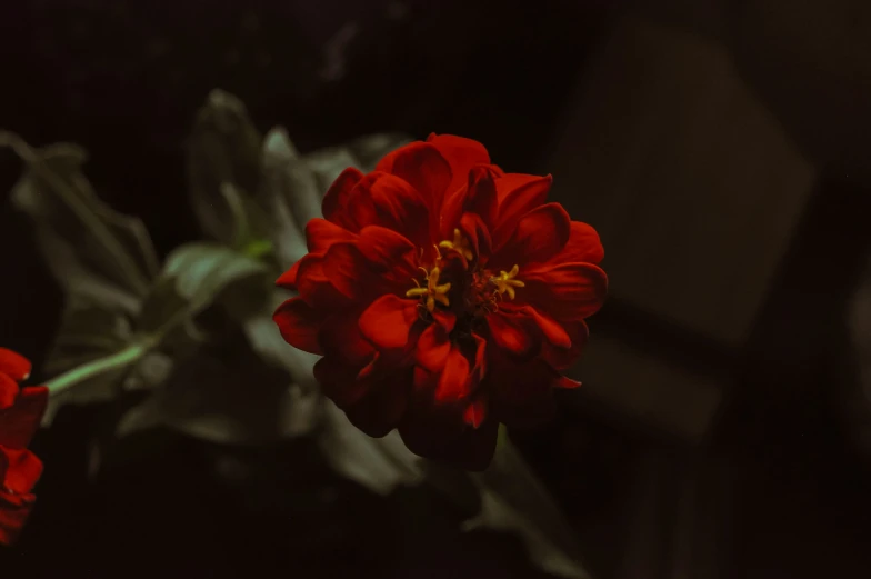 some red flowers are in bloom on dark