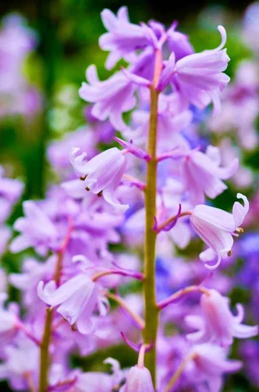 closeup of a large purple flower with leaves in the background