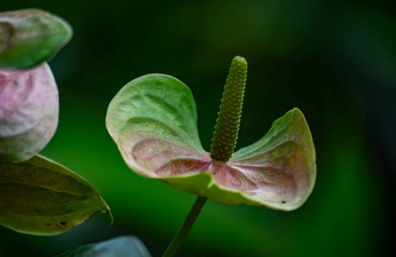 a plant with pink petals that is out in the dark