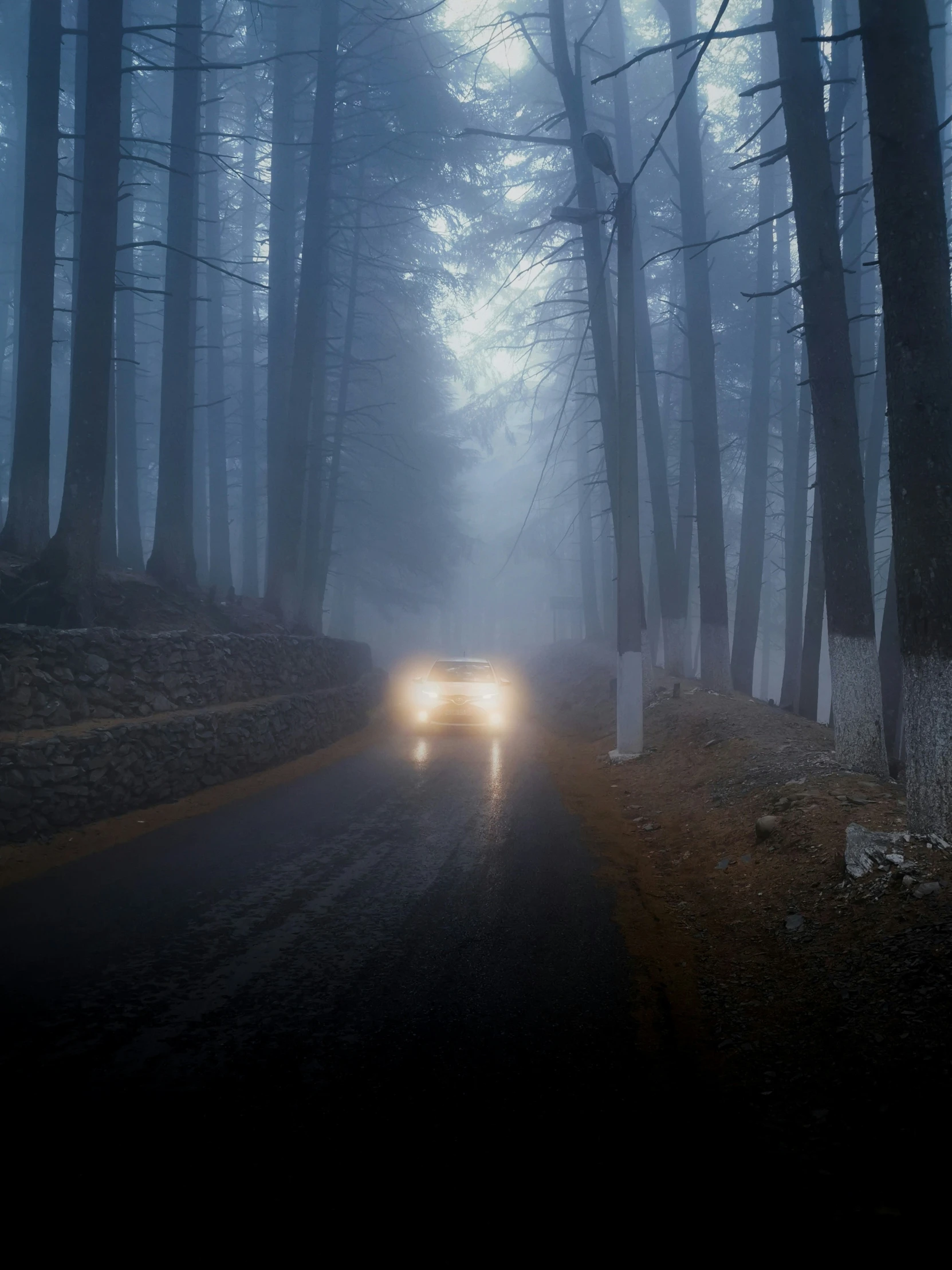 the car drives through the forest in a fog