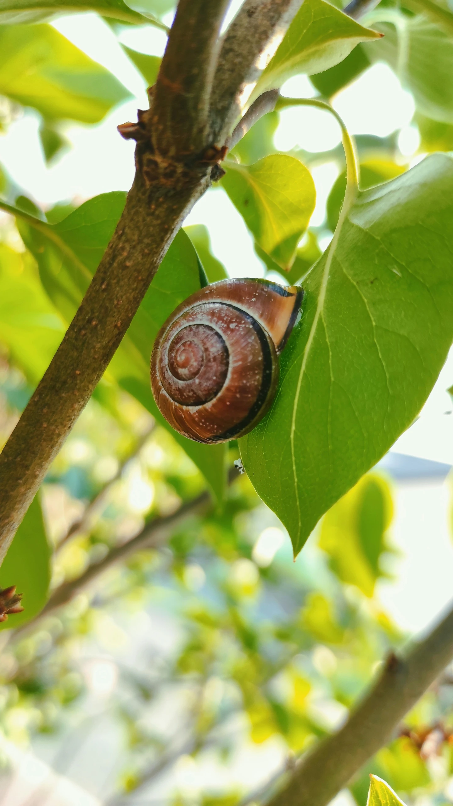 a snail on the end of a leaf in a tree