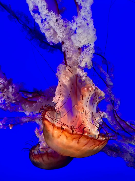 a jellyfish floats in the blue water