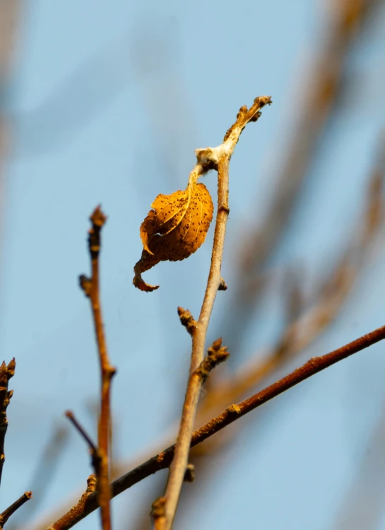 a budding nch of a bare tree on a sunny day