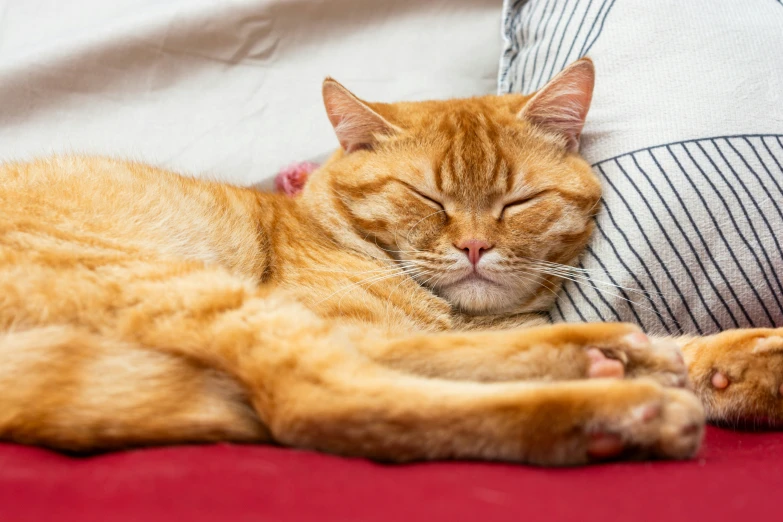 a sleeping orange cat on a red couch cushion