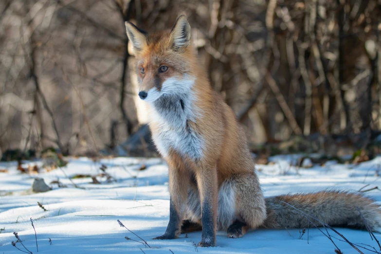 a red fox standing in the snow next to trees