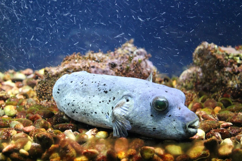 a puffer fish with tiny black dots swimming by some small fish